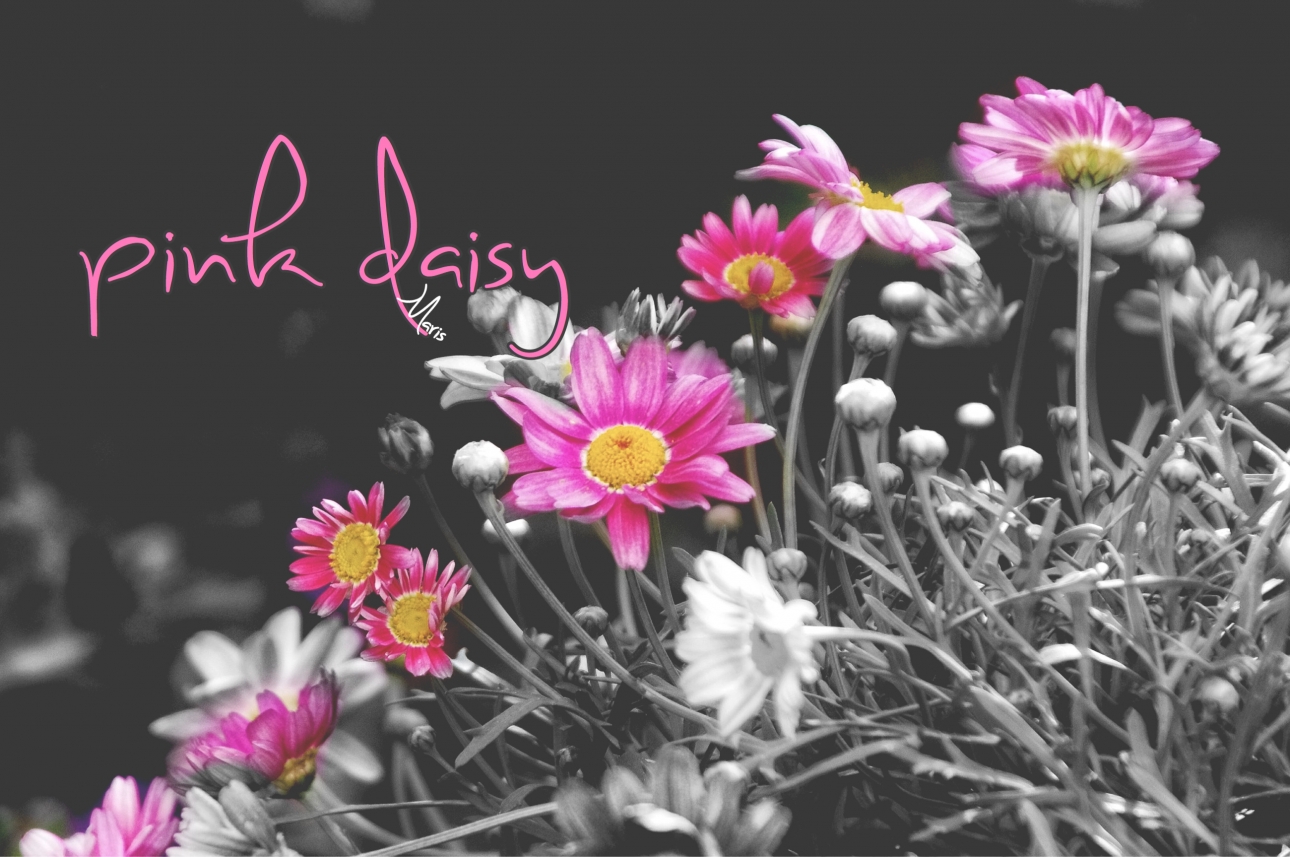 Pink Daisy 