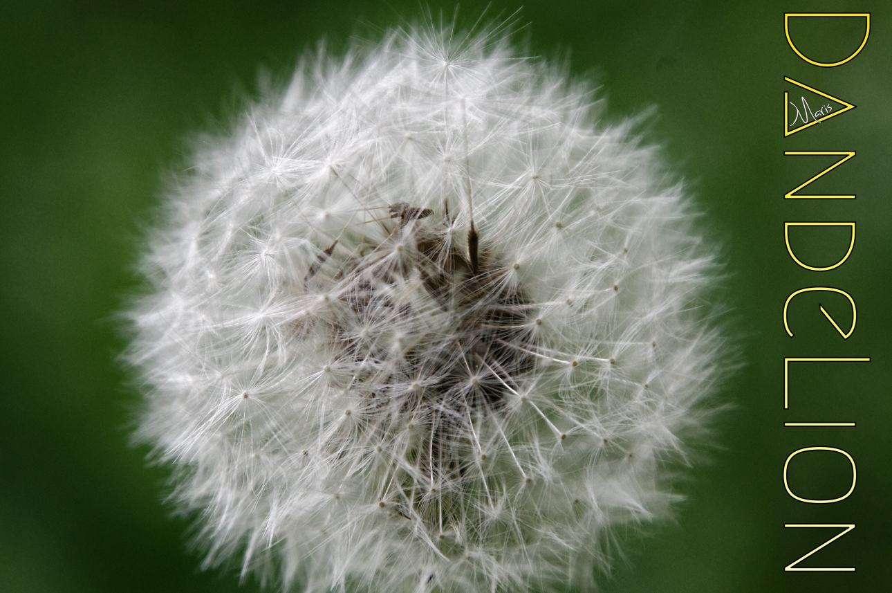 dandelion dandelion