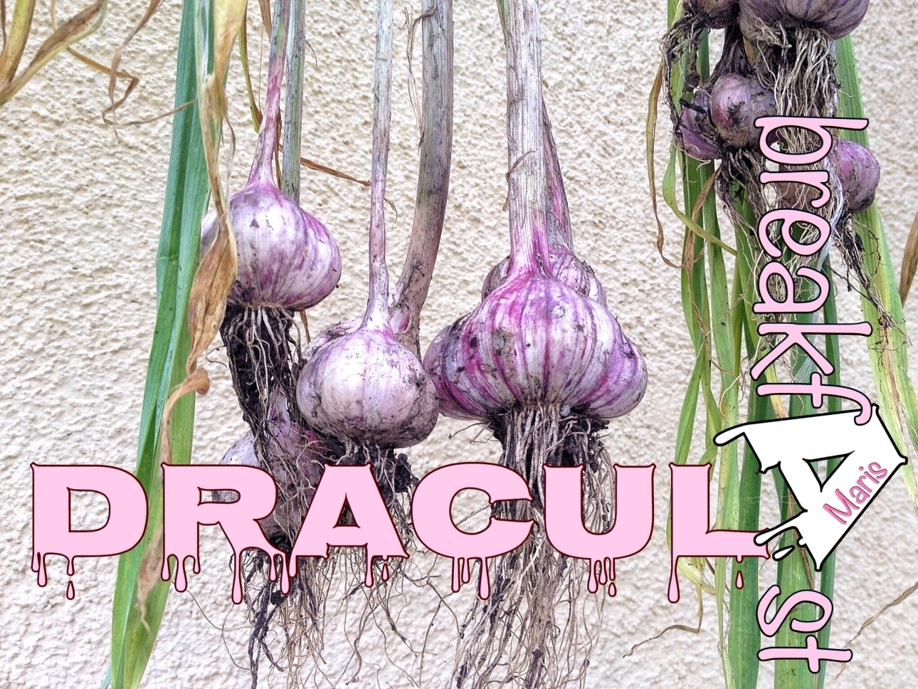 Drakulas Frühstück Draculas Frühstück