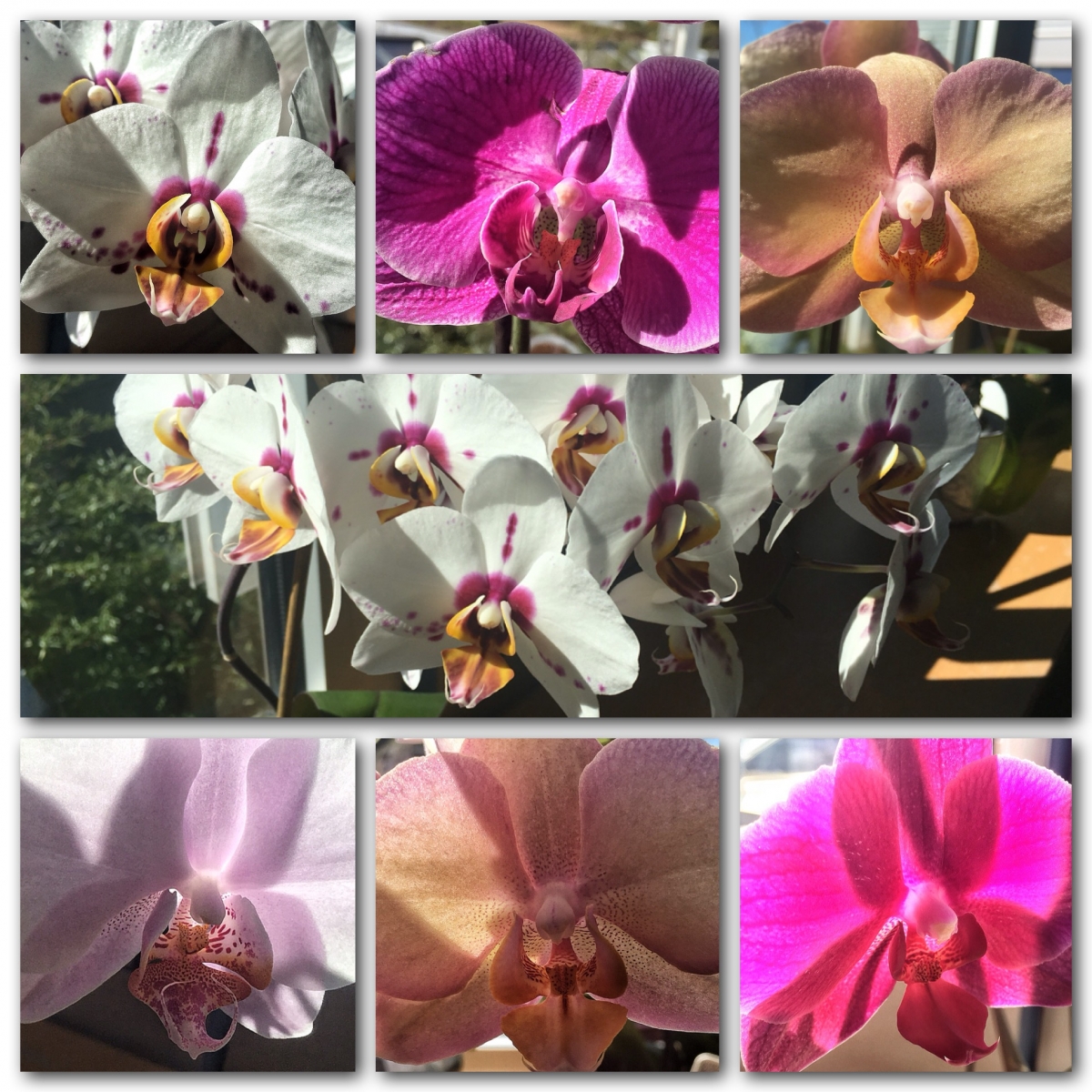 Orchideentraum Orchideentraum