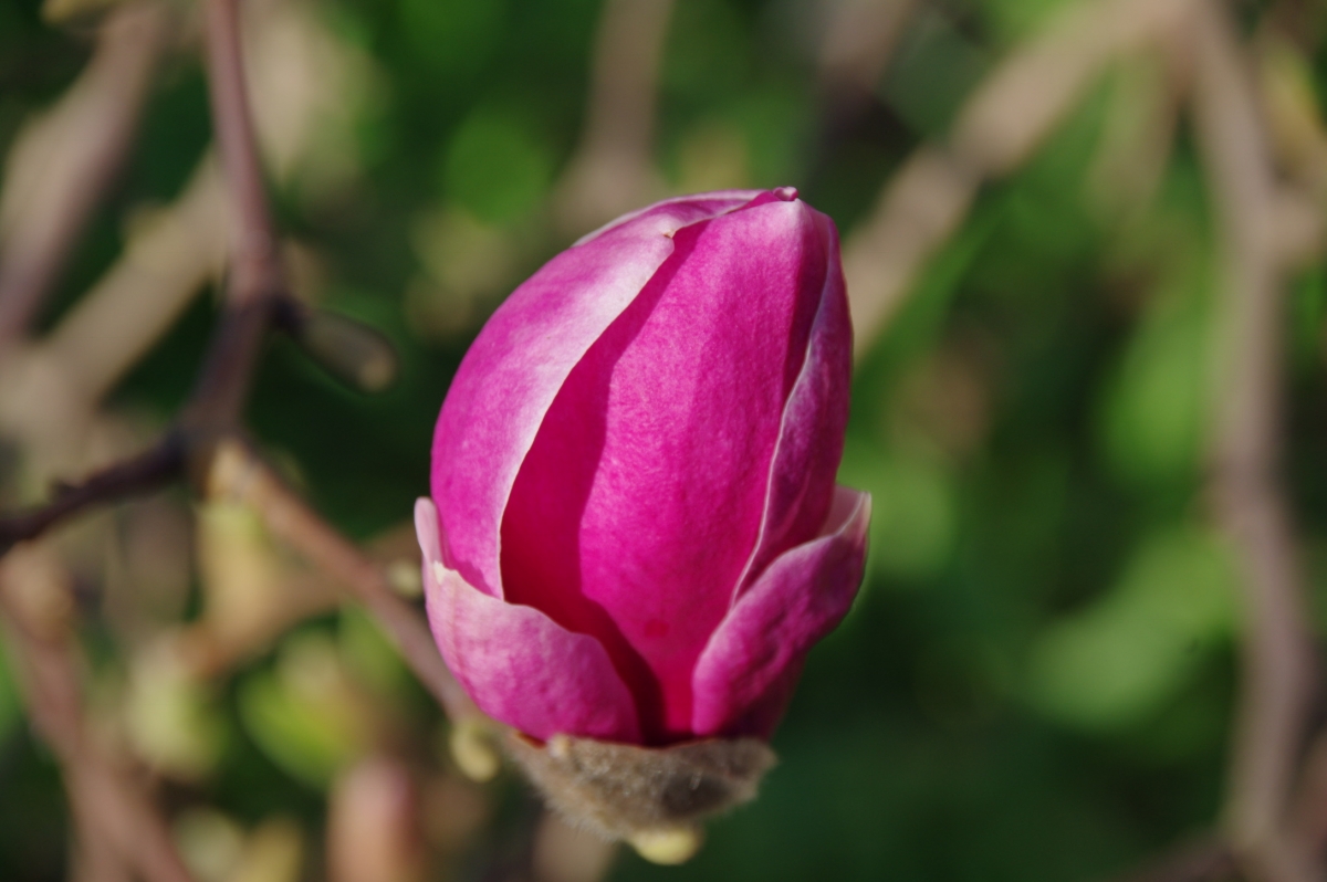 Magnolie Magnolie