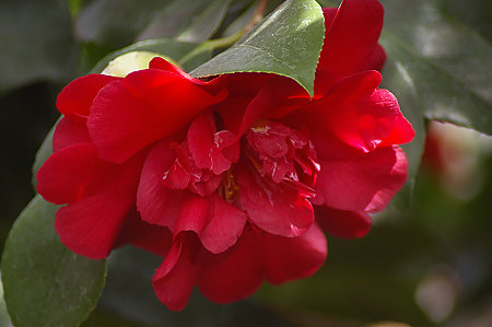 Königsbrücker Rosenrot 2012 Königsbrücker Rosenrot 2012