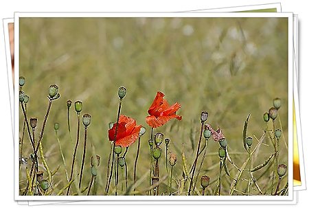 Original Wilder Mohn