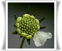 Scabiosa caucasica 'Perfecta Alba'