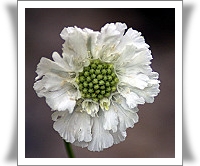 Scabiosa caucasica 'Perfecta Alba'