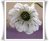 Scabiosa caucasica 'Perfecta'