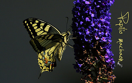 Papilio machaon