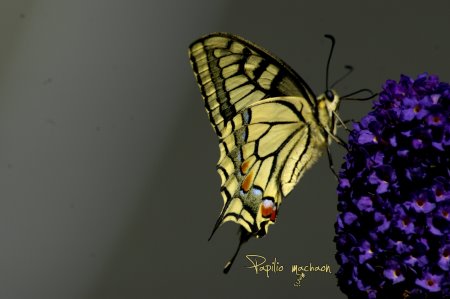 Papilio machaon Papilio machaon