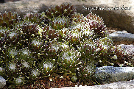 Sempervivum arachnoideum