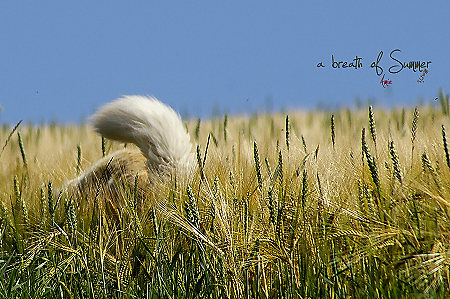 a breath of summer - no.2 a breath of summer - no.2