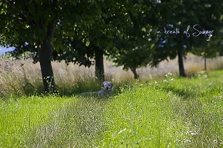 a breath of summer - no.6 a breath of summer - no.6