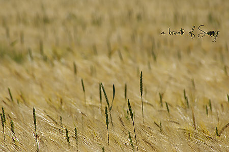 a breath of summer - no.1 a breath of summer - no.1