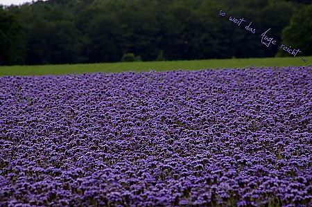 blau - so weit das Auge reicht