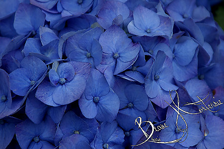 Blaue Hortensie