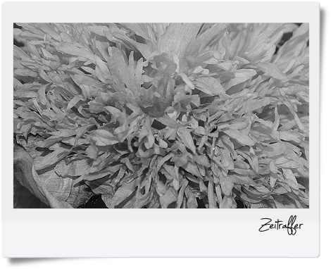 Zeitraffer Dänischer Mohn