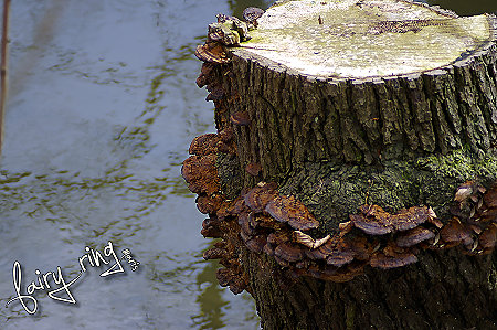 fairy ring 