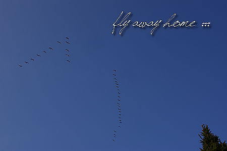 fly away home