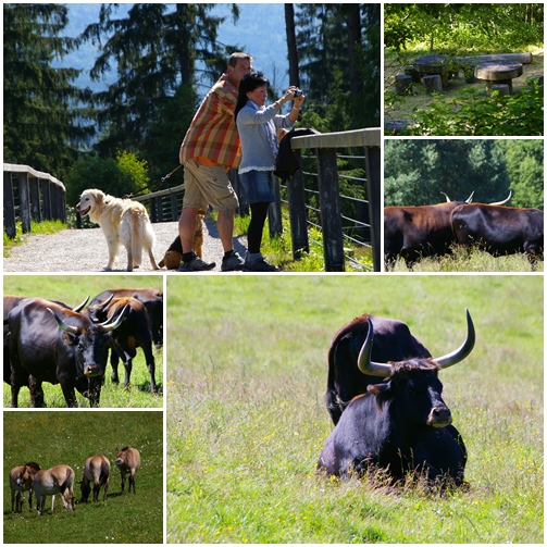 Haus zur Wildnis