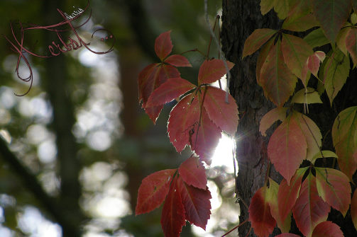 Herbst 2012