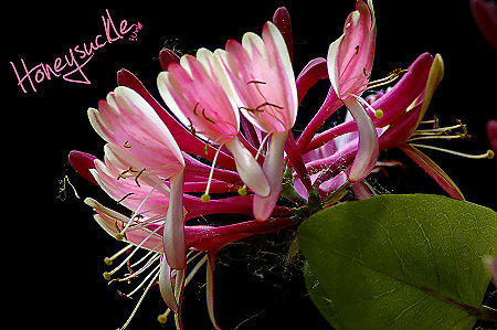 Honeysuckle