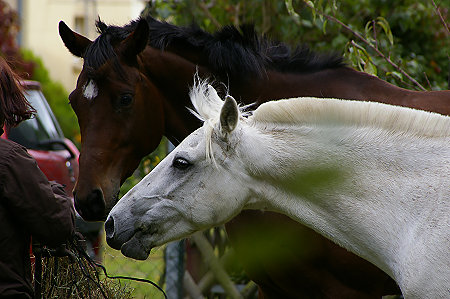 in Nachbars Garten