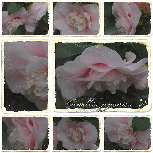 Camellia japonica - rose