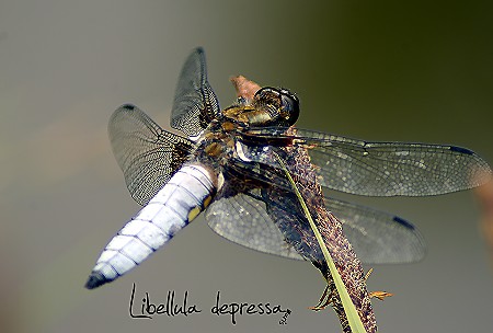 Libellula depressa