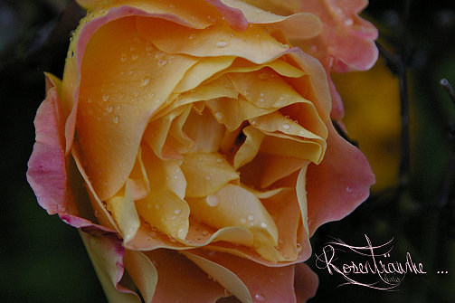 Rosenträume Rosenträume