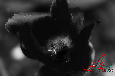 roter Mohn roter Mohn