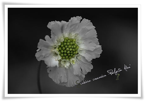 Scabiosa caucasica 'Perfecta Alba'