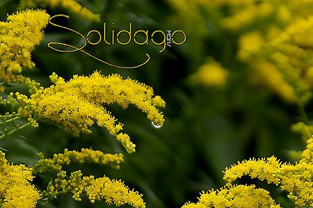 Solidago - Goldrute
