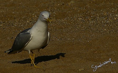 Strandschönheit