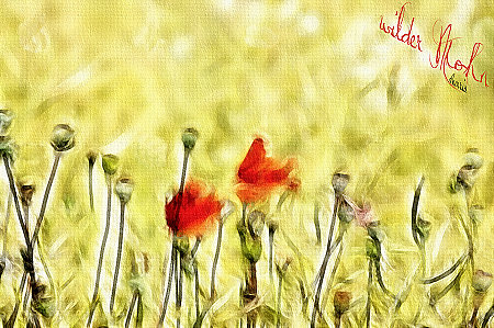 wilder Mohn